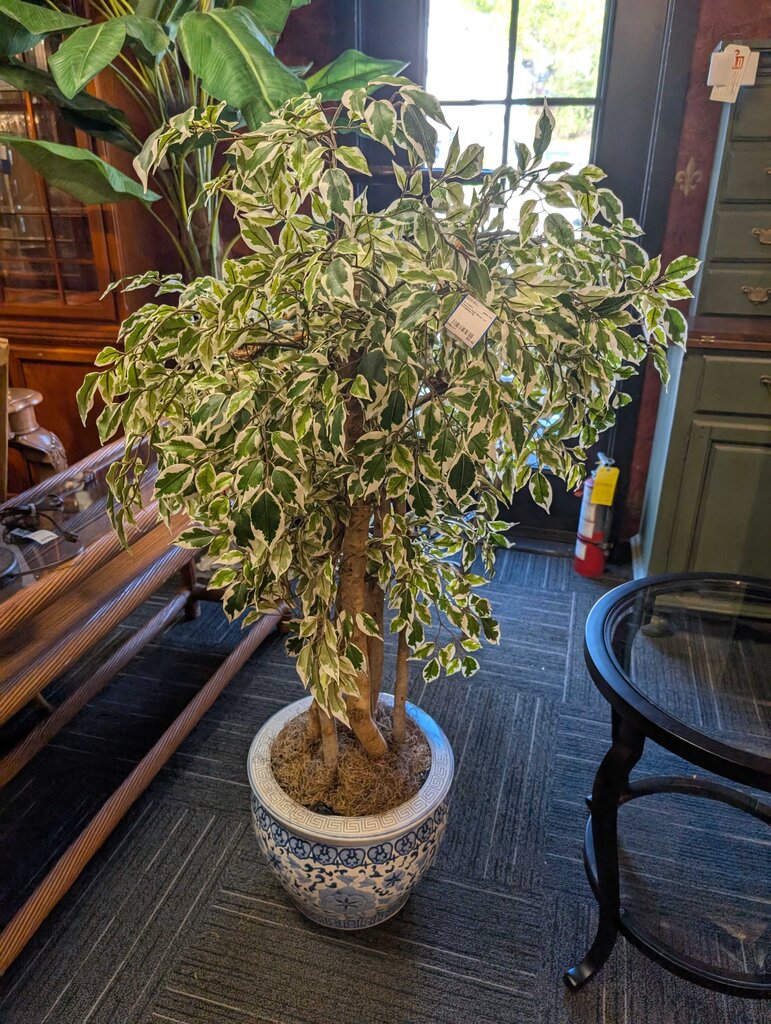 Chinese Fish Bowl w/ Weeping fig