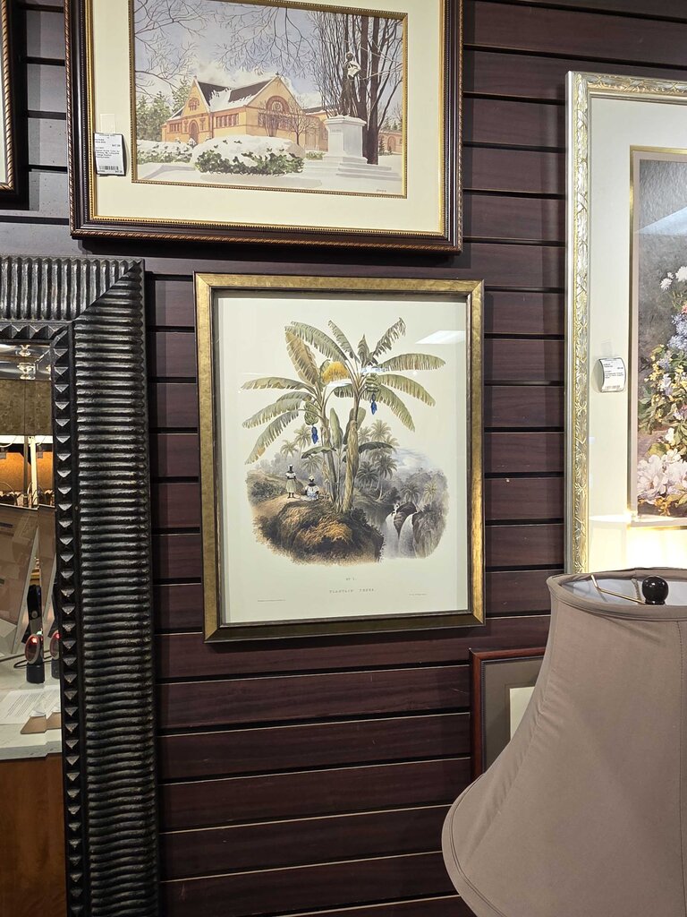 "Plantation Trees" Vintage Botanical Print after J.B. Kidd Professionally Framed