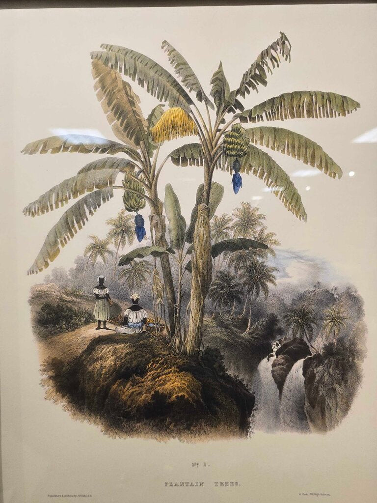 "Plantation Trees" Vintage Botanical Print after J.B. Kidd Professionally Framed