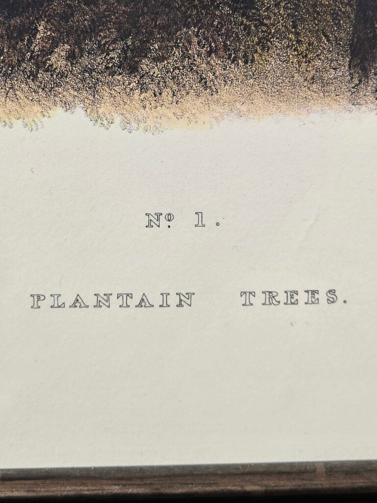 "Plantation Trees" Vintage Botanical Print after J.B. Kidd Professionally Framed
