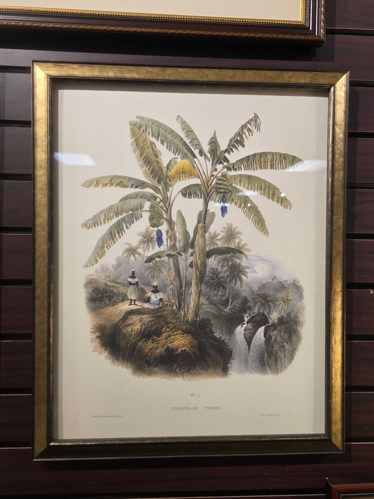 "Plantation Trees" Vintage Botanical Print after J.B. Kidd Professionally Framed