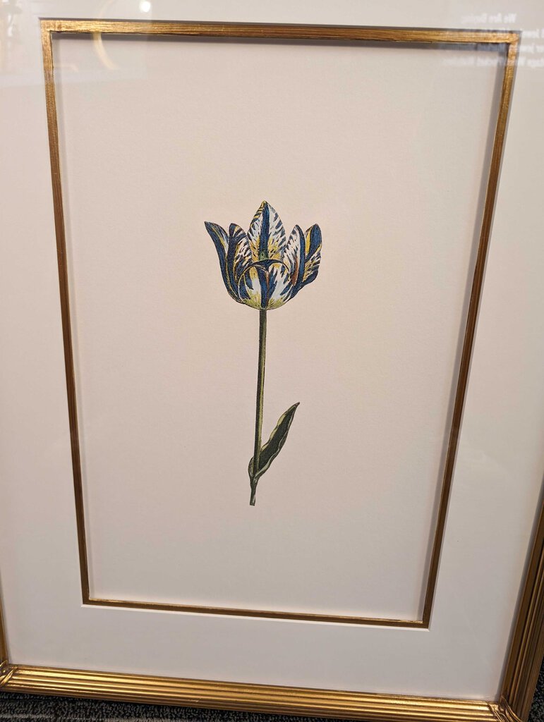 Professionally Framed Blue Tulip Print