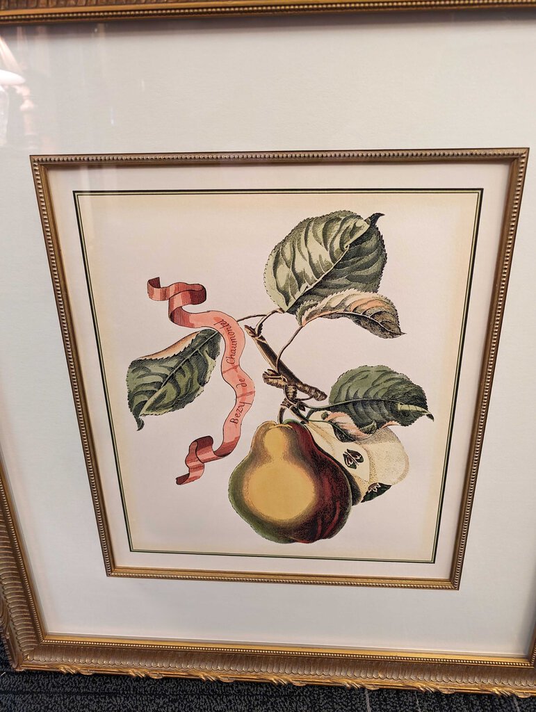 Professionally Framed Botanical Pear Print