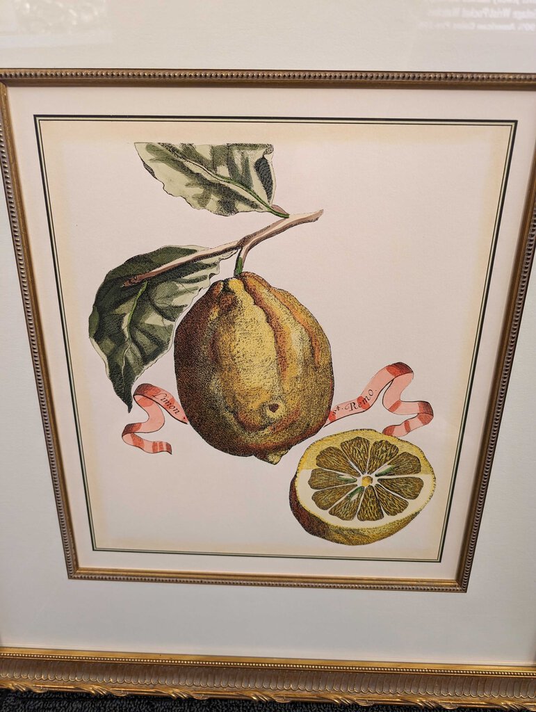 Professionally Framed Botanical Lemon Print
