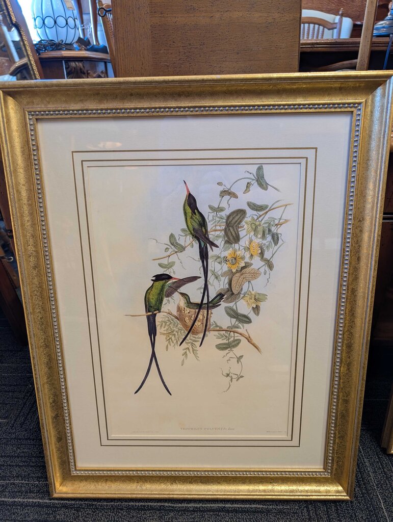 Professionally Framed Humming Bird Print by John Gould