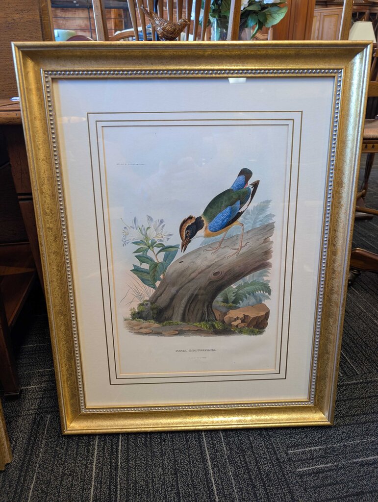 Professionally Framed Bird Print by John Gould