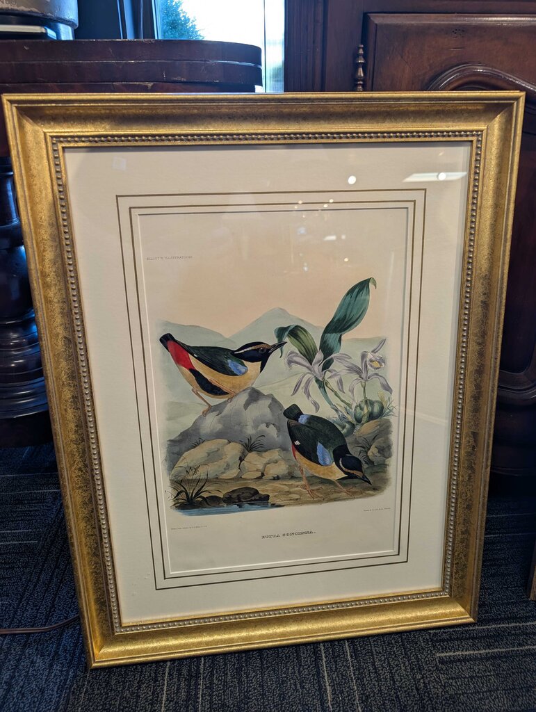 Professionally Framed Bird Print by John Gould