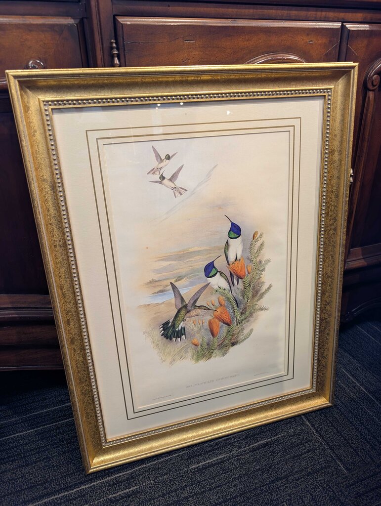 Professionally Framed Humming Bird Print by John Gould
