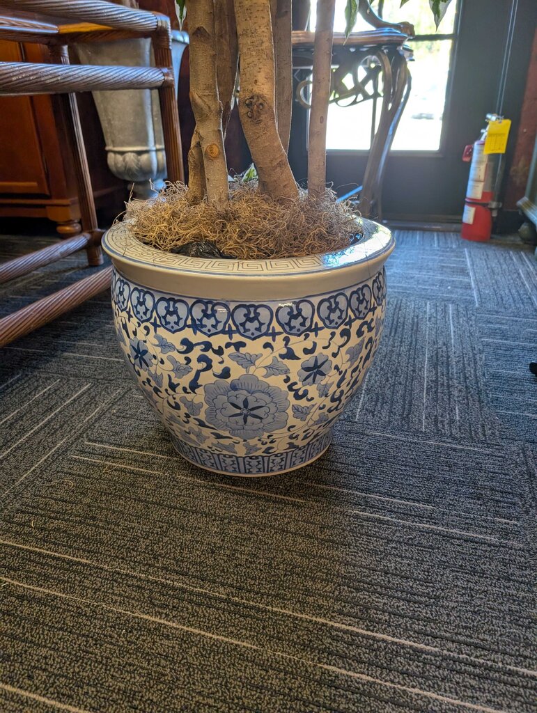 Chinese Fish Bowl w/ Weeping fig