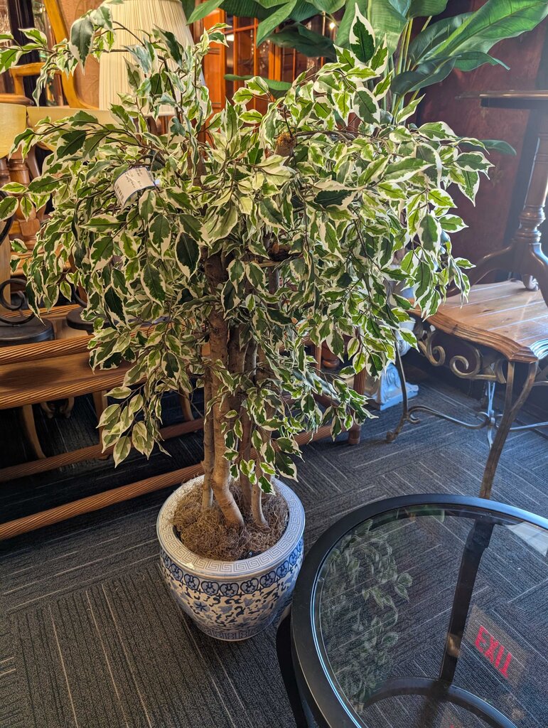 Chinese Fish Bowl w/ Weeping fig
