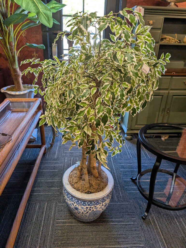 Chinese Fish Bowl w/ Weeping fig
